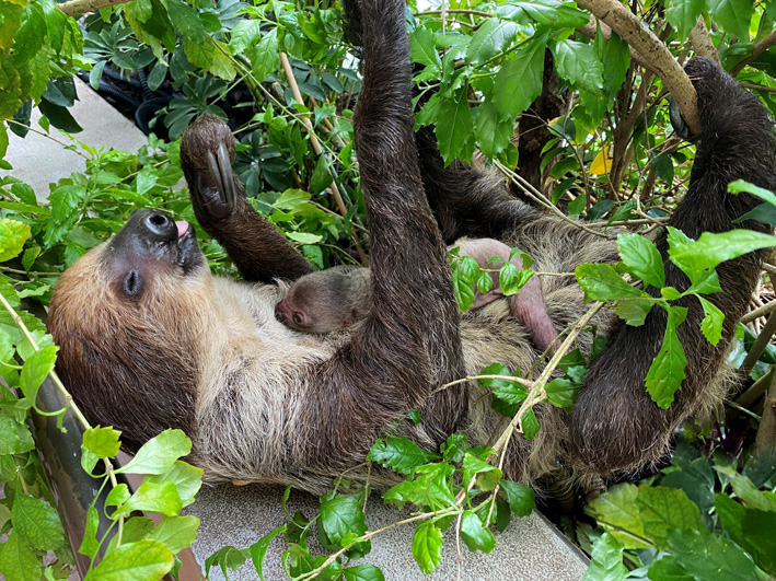  THE GREEN PLANET CELEBRATES EVERY KIND OF MOM THIS MOTHER’S DAY