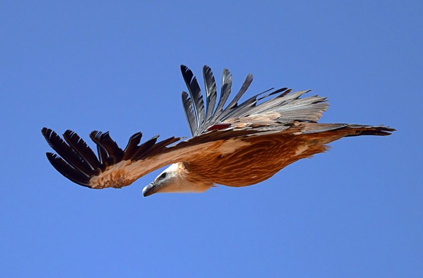  Prince Mohammed bin Salman Royal Reserve Celebrates World Vulture Awareness Day with Rare Griffon Vulture Finding